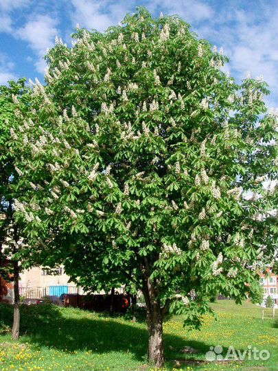 Саженцы каштана