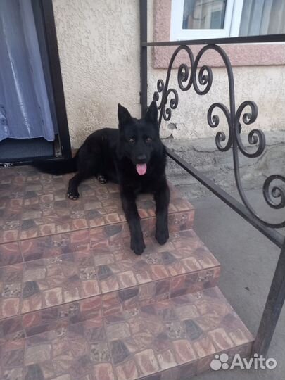 Собака немецкая овчарка