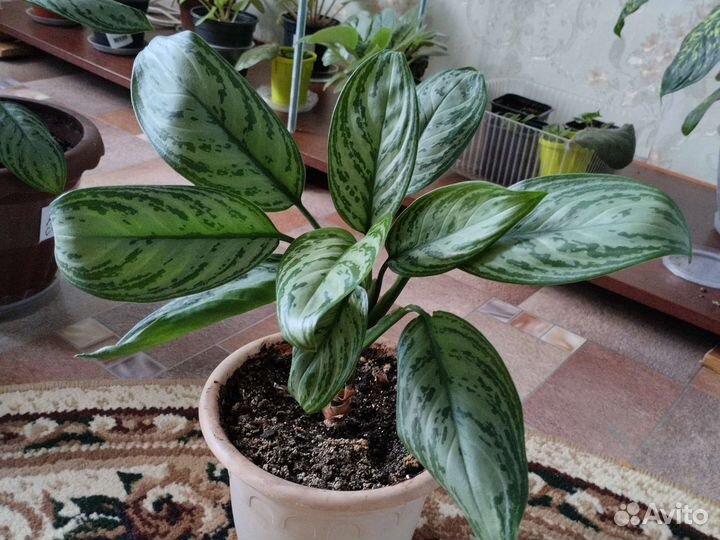 Диффенбахия, аглаонема