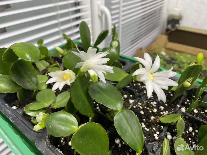 Рипсалидопсис