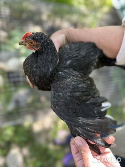 Петух молодой, курица взрослая