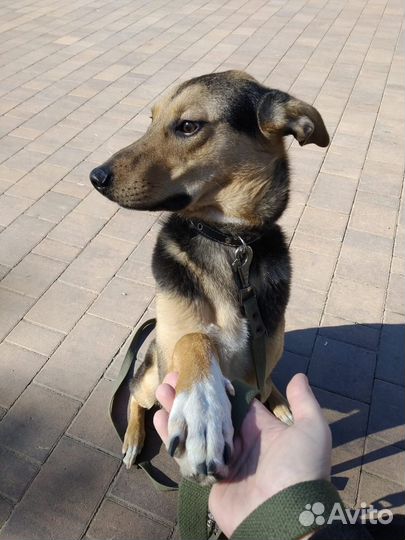 Собака в добрые руки