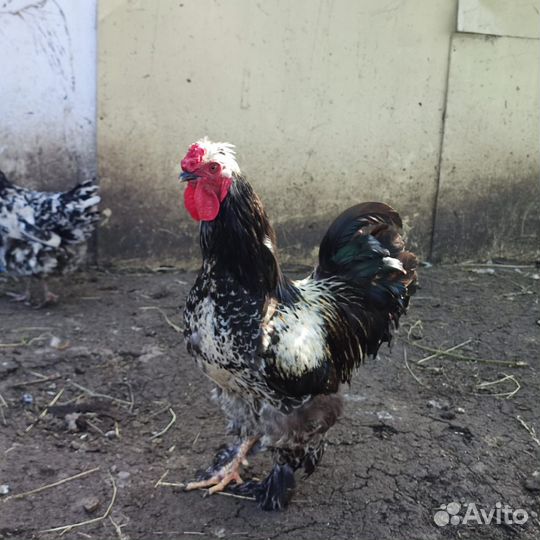 Павловский петух