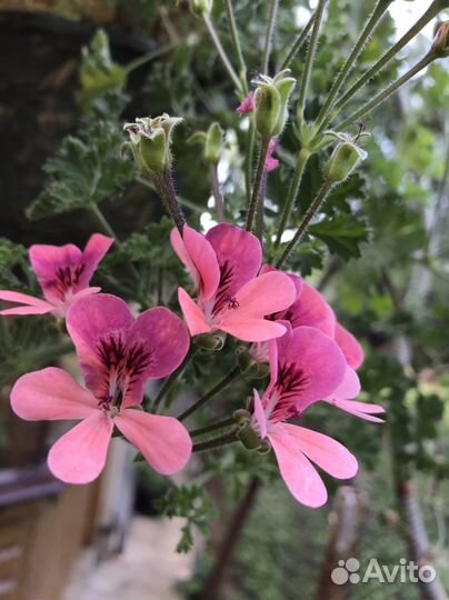 PAC Angeleyes Orange