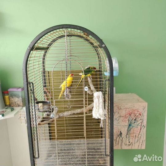 Попугай какарик