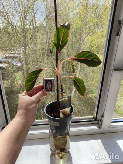 Домашние растения