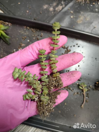 Суккуленты