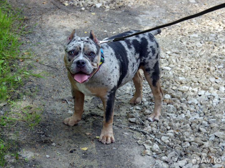 Американский булли покет