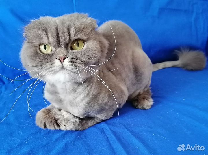 Соня ищет дом