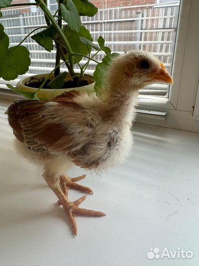 Домашняя птица