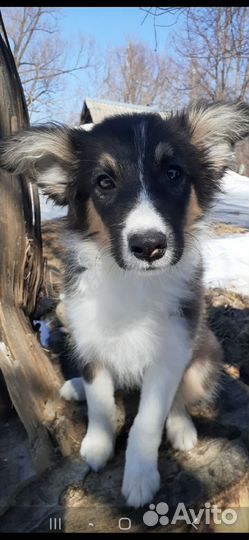 Бордер колли девочка