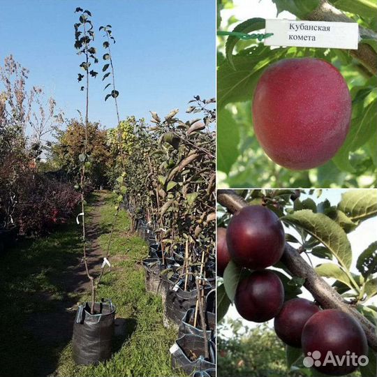 Груша, алыча, слива, персик, абрикос