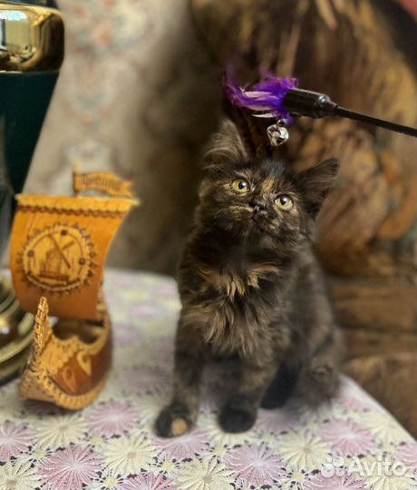 Котята в ответственные руки