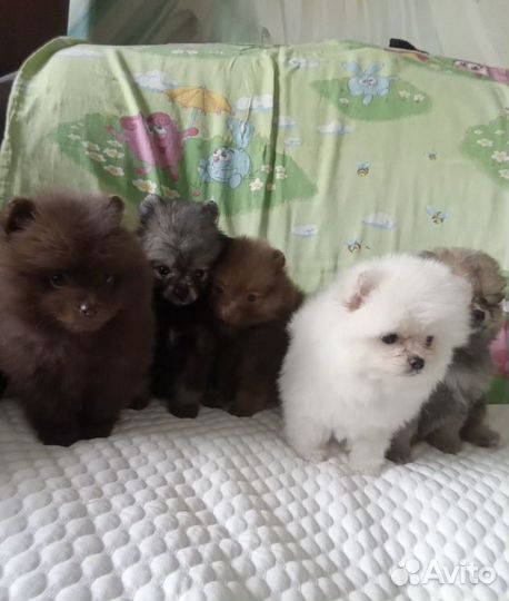 Щенки шпица