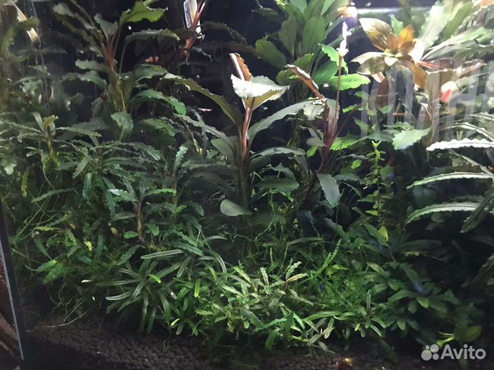 Буцефаландры