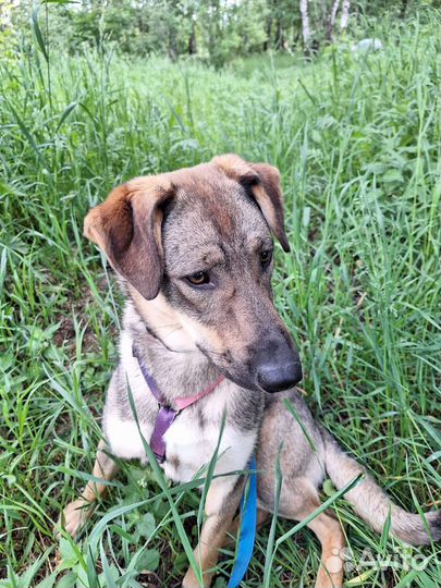 Улыбчивый щенок ищет дом