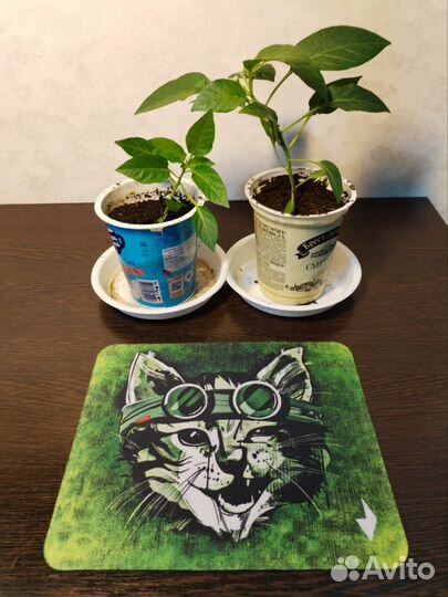 Комнатный острый перец