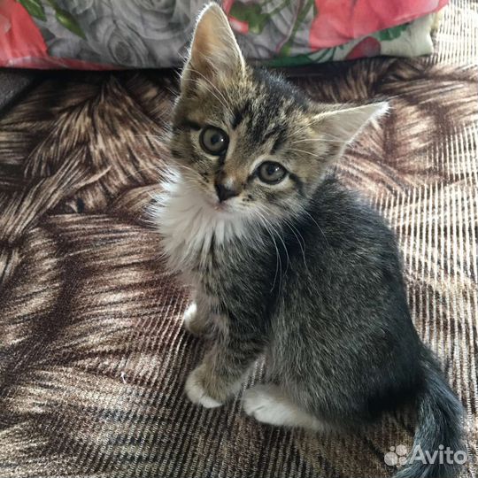 Кошка