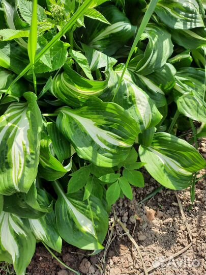 Тибетская малина и др. растения