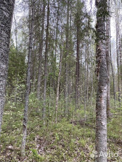 Пихтовые веники для бани