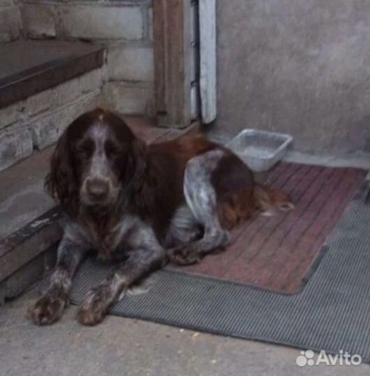 Собака в добрые руки