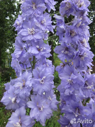 Многолетники для сада цветы