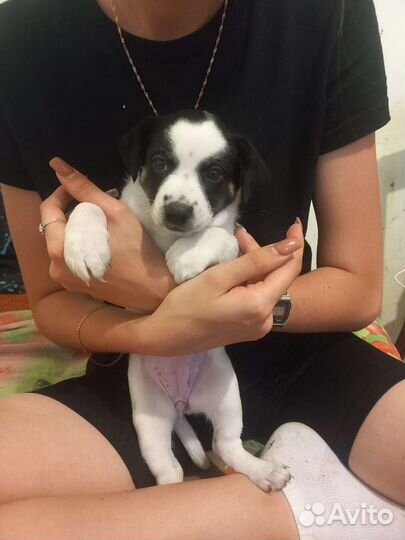 Собака в добрые руки отдам бесплатно