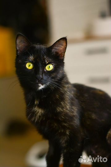 Изящная кошечка в добрые руки