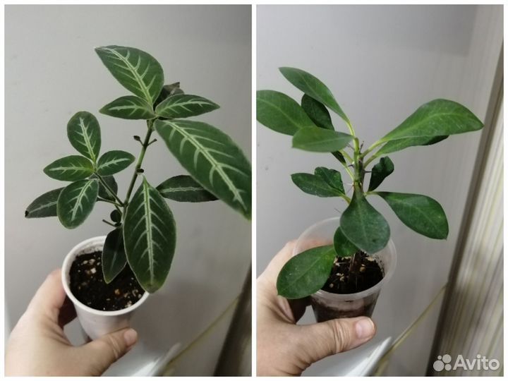 Комнатные цветы