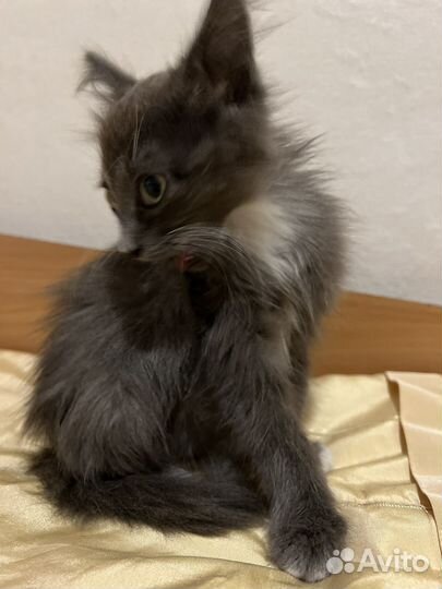 Котята в добрые руки мальчики