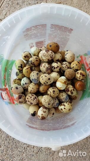 Яйцо перепелинное инкубационное