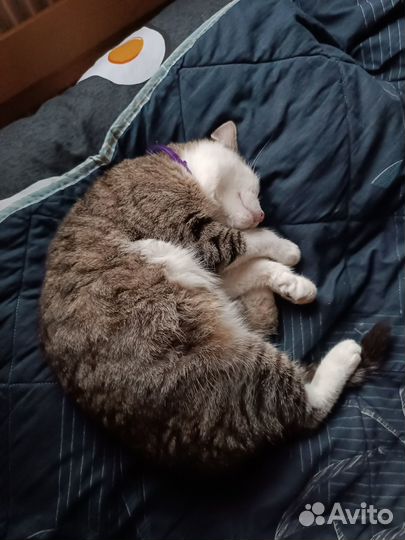 Котик ищет дом