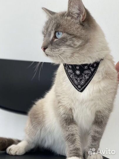 Ошейник для кошек