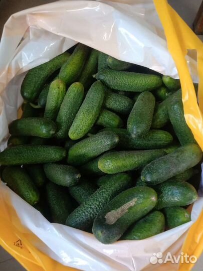 Огурцы свежие домашние