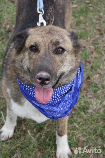 Добрая молодая собака Даша ищет дом