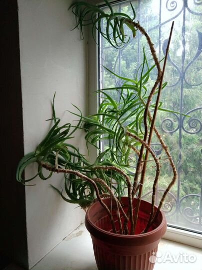 Большой Алоэ Столетник