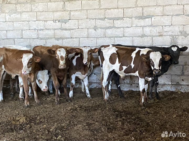 Продаются бычки