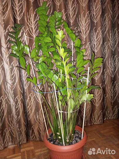 Замиокулькас долларовое дерево