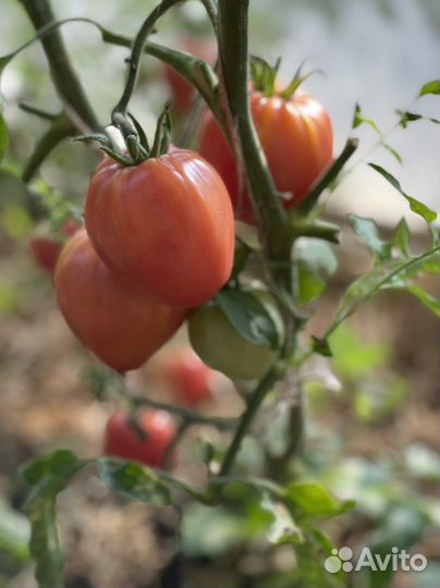 Помидор