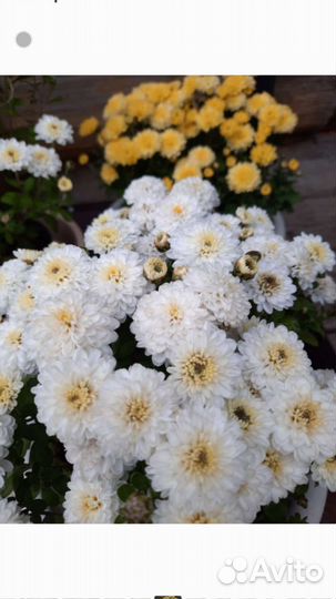 Хризантема Эльф