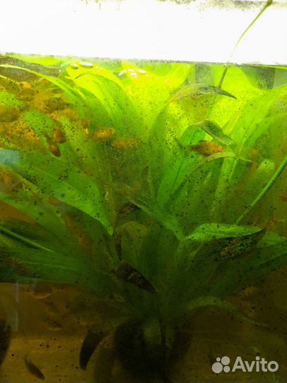 Аквариумное растение