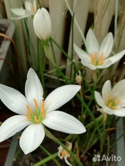 Зефирантес белый