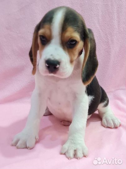 Бигль трехцветные мальчики и девочки
