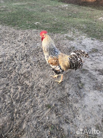 Петух билефельдер