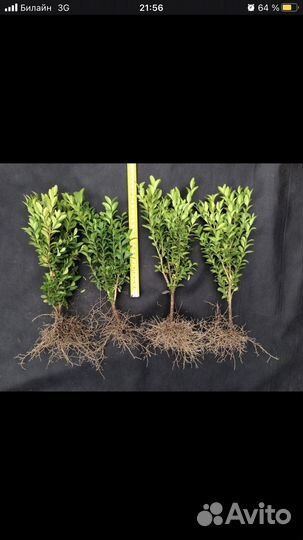Саженцы самшита