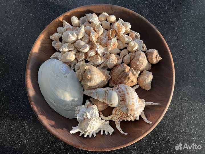 Морские ракушки раковины