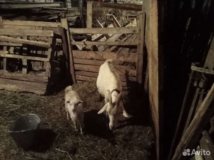 Козы с козлятами