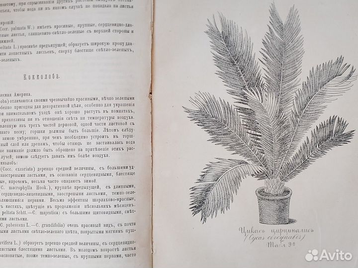 Комнатное садоводство. Книга с гравюрами. 1886 г