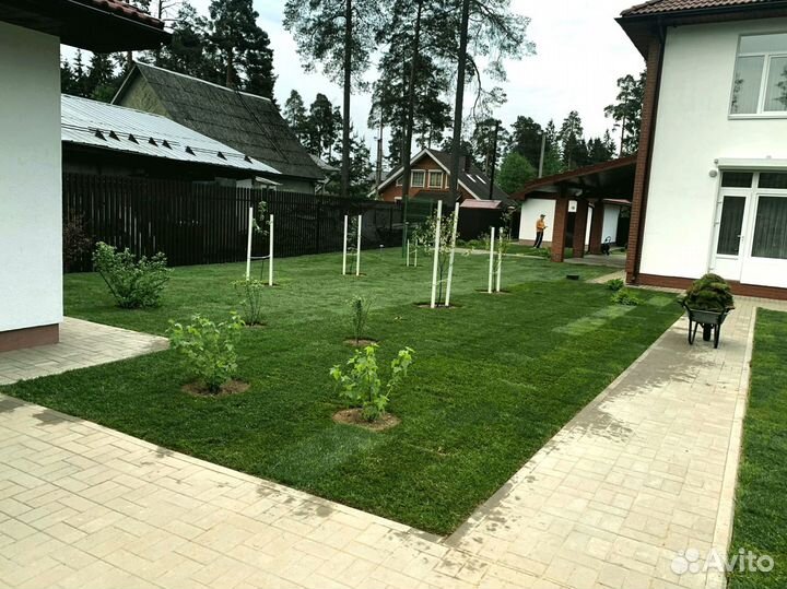 Рулонный газон 