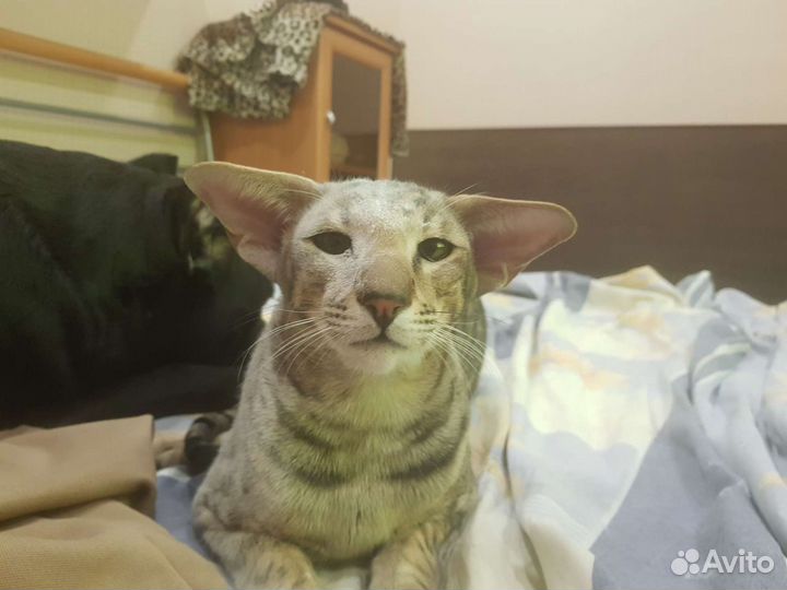 Ориентальный кот на вязку